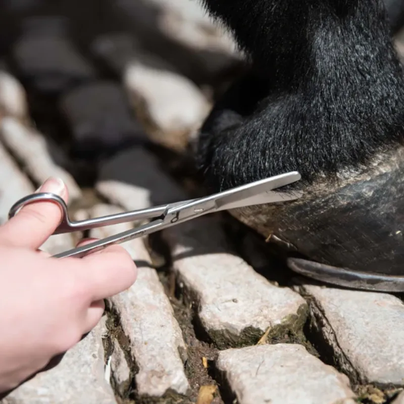 Smart Grooming - 6 Curved Trimming Scissors